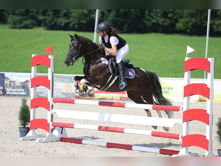 Lewitzer Yegua 7 años 144 cm Pío in Altenfelden