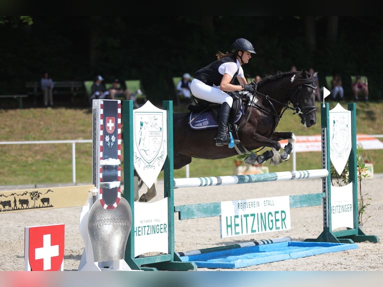 Lewitzer Yegua 7 años 144 cm Pío in Altenfelden