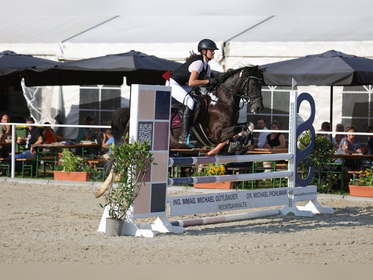 Lewitzer Yegua 7 años 144 cm Pío in Altenfelden