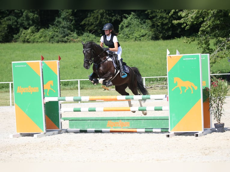 Lewitzer Yegua 7 años 144 cm Pío in Altenfelden