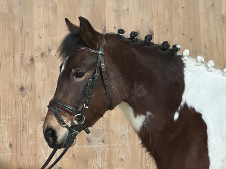 Lewitzer Mestizo Yegua 8 años 128 cm Pío in Riedlingen