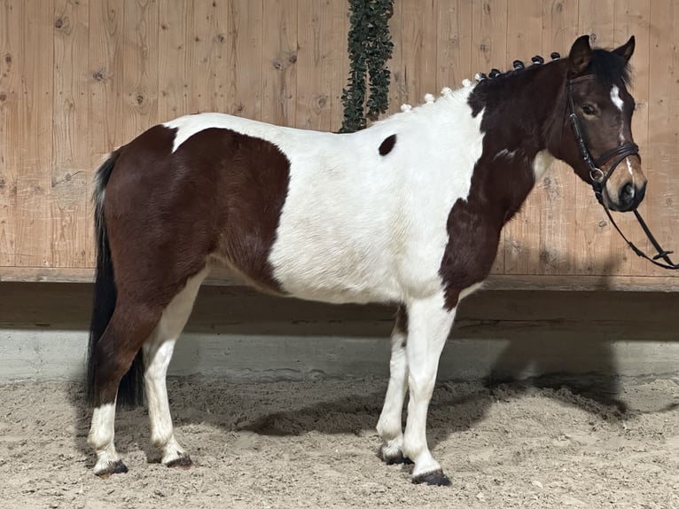 Lewitzer Mestizo Yegua 8 años 128 cm Pío in Riedlingen