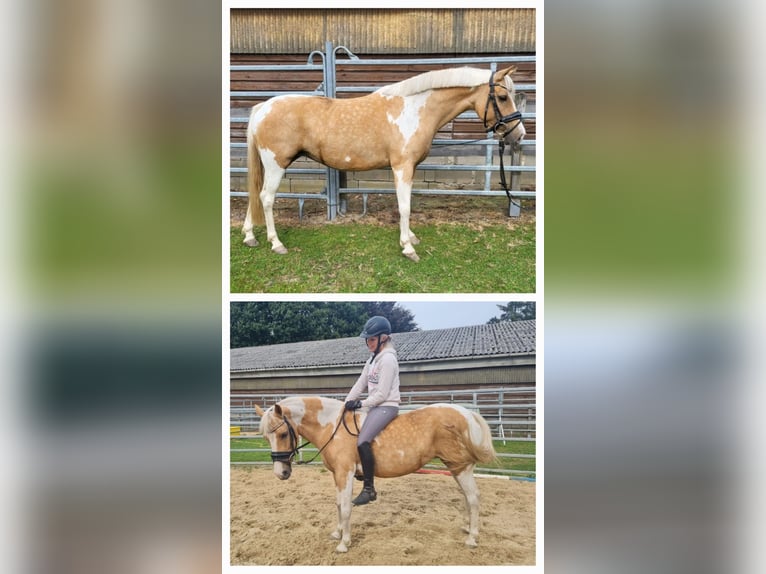 Lewitzer Mestizo Yegua 8 años 132 cm Pío in Norderstedt