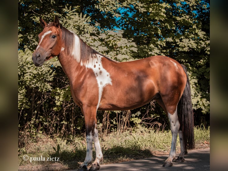 Lewitzer Yegua 8 años 147 cm Tobiano-todas las-capas in Perleberg