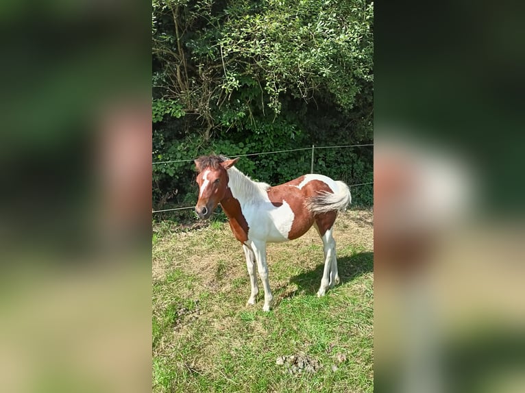 Lewitzer Mestizo Yegua Potro (03/2025) Pío in Soltau