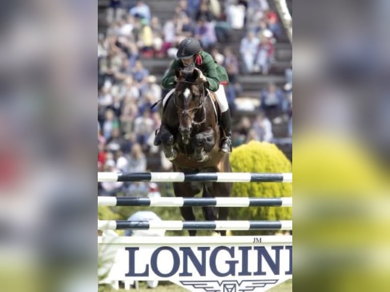 Lexicon KWPN Stallone Baio scuro in Mengen