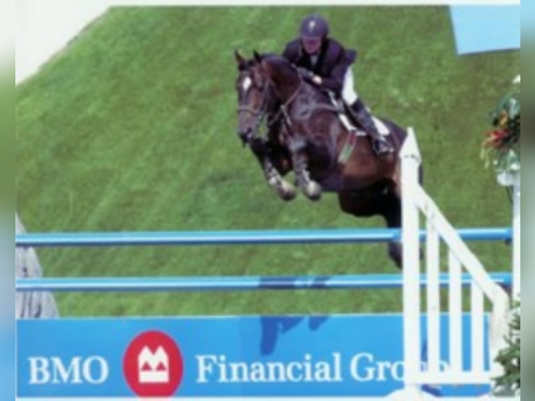 Lexicon KWPN Stallone Baio scuro in Mengen