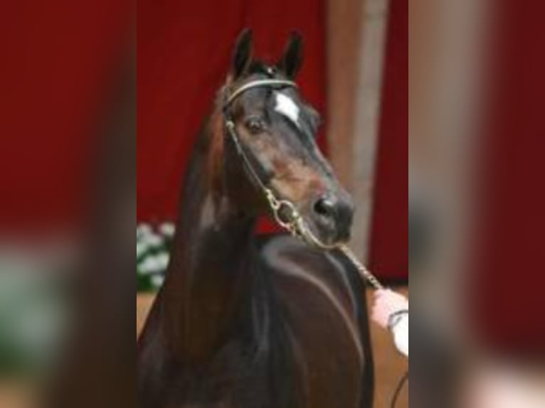 Lexicon KWPN Stallone Baio scuro in Mengen