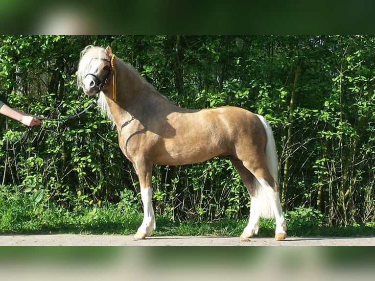 LEYBUCHTS TOMAHAWK Welsh A (Mountain Pony) Stallion Palomino in Ettlingen