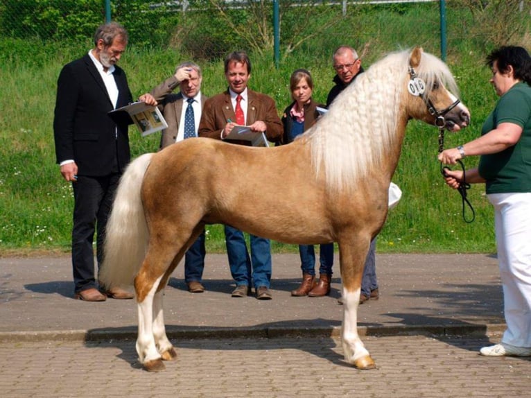 LEYBUCHTS TOMAHAWK Welsh A (Mountain Pony) Stallion Palomino in Ettlingen