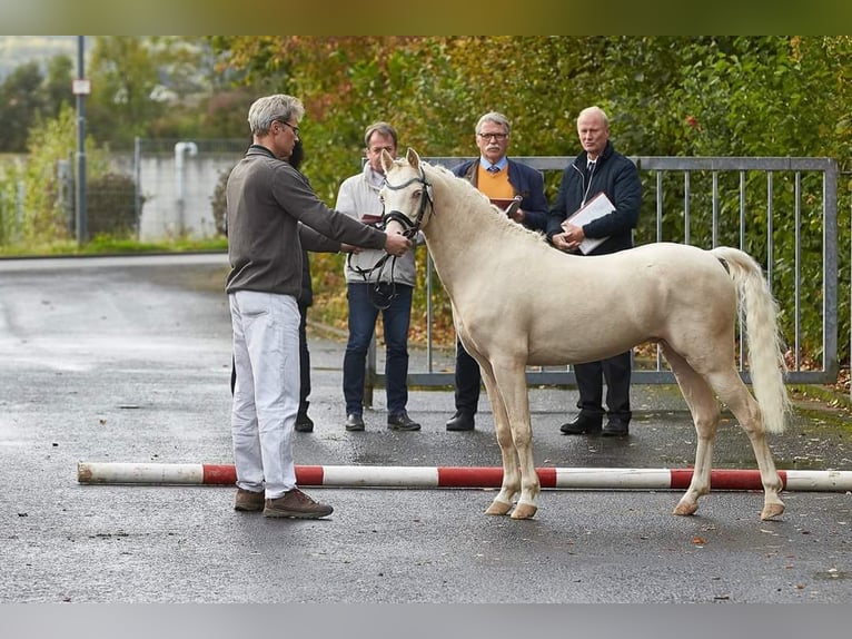 LH CADLANVALLEY SIR IVANHOE - IM EU-FS ERHÄLTLICH Welsh-B Hengst Cremello in CreglingenCreglingen