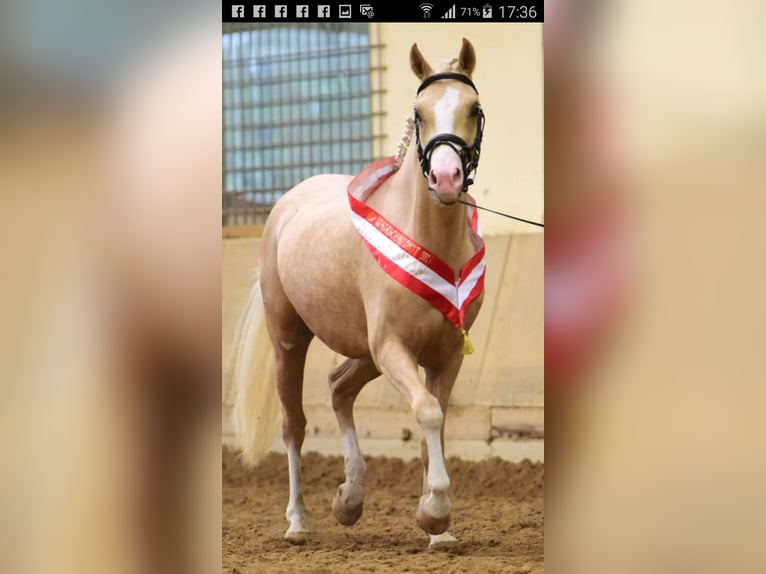 LH CADLANVALLEY SIR IVANHOE - IM EU-FS ERHÄLTLICH Welsh B Stallion Cremello in CreglingenCreglingen