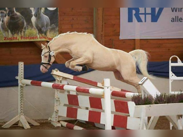 LH CADLANVALLEY SIR IVANHOE - IM EU-FS ERHÄLTLICH Welsh B Stallion Cremello in CreglingenCreglingen