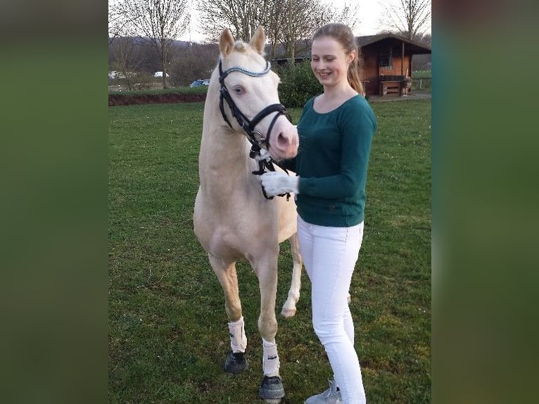 LH CADLANVALLEY SIR IVANHOE - IM EU-FS ERHÄLTLICH Welsh B Stallion Cremello in CreglingenCreglingen