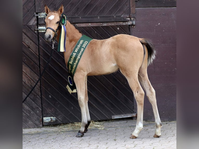 LH CADLANVALLEY SIR IVANHOE - IM EU-FS ERHÄLTLICH Welsh B Stallion Cremello in CreglingenCreglingen