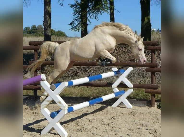 LH CADLANVALLEY SIR IVANHOE - IM EU-FS ERHÄLTLICH Welsh B Stallion Cremello in CreglingenCreglingen