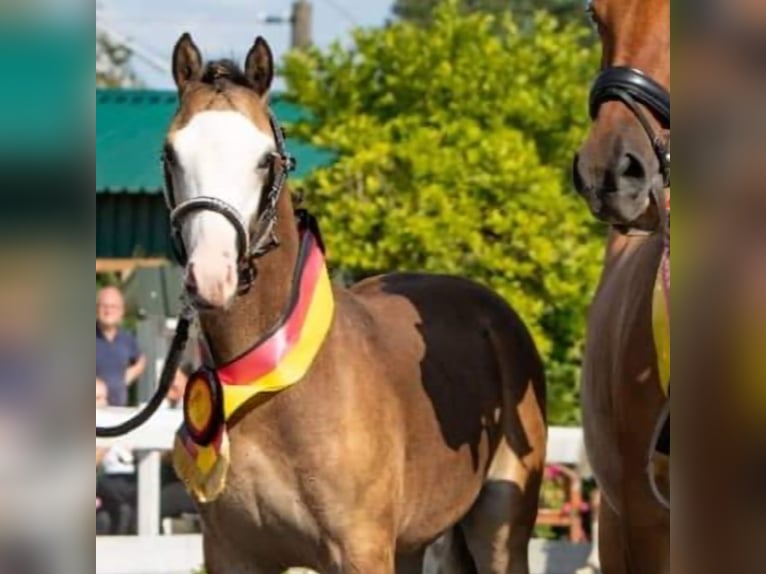 LH CADLANVALLEY SIR IVANHOE - IM EU-FS ERHÄLTLICH Welsh B Stallion Cremello in CreglingenCreglingen