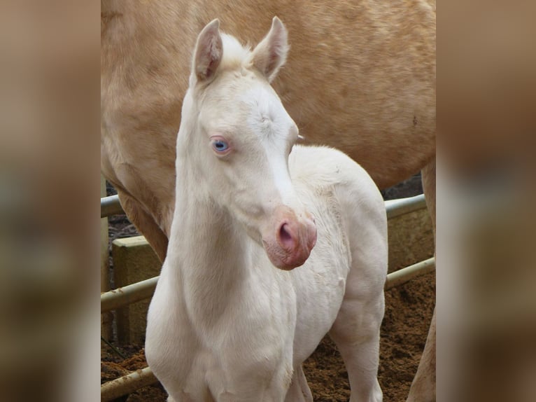 LH CADLANVALLEY SIR IVANHOE - IM EU-FS ERHÄLTLICH Welsh B Stallion Cremello in CreglingenCreglingen