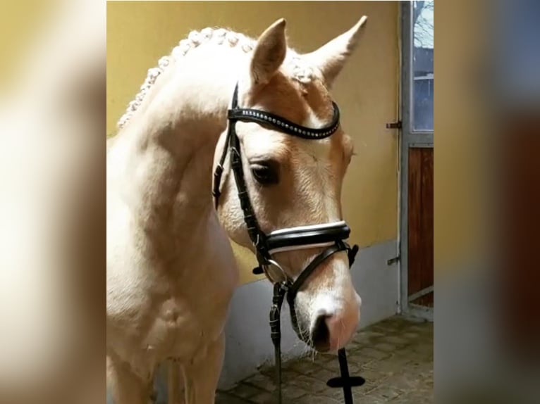 LH CADLANVALLEY SIR IVANHOE - IM EU-FS ERHÄLTLICH Welsh B Stallion Cremello in CreglingenCreglingen