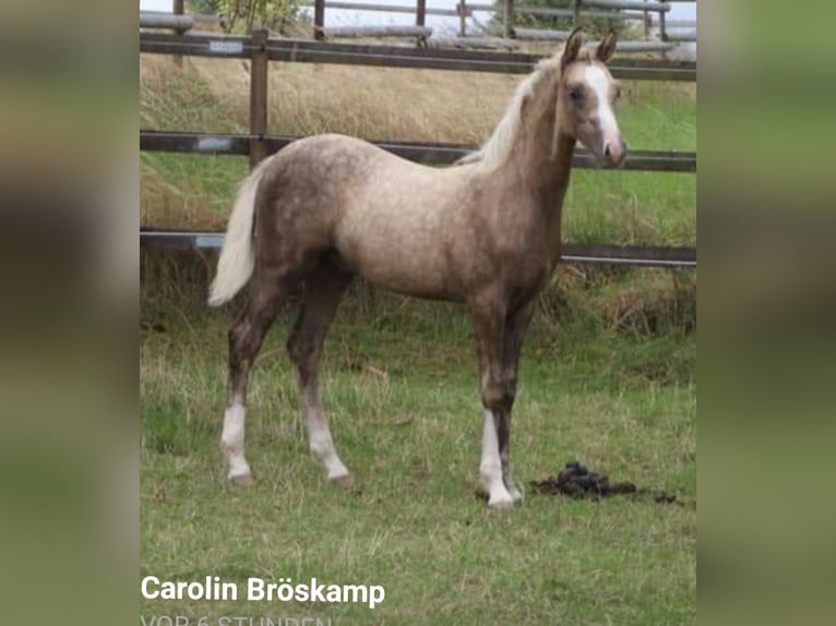 LH CADLANVALLEY SIR IVANHOE - IM EU-FS ERHÄLTLICH Welsh B Stallion Cremello in CreglingenCreglingen