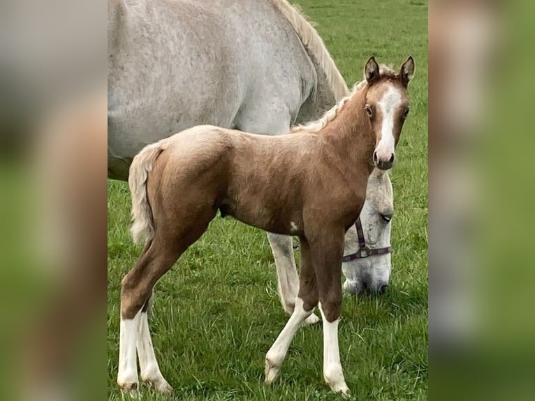 LH CADLANVALLEY SIR IVANHOE - IM EU-FS ERHÄLTLICH Welsh B Stallion Cremello in CreglingenCreglingen