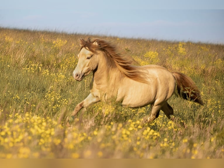 LH DTL Drop´s Champagne NMPRS Étalon Champagne in Gro&#xDF; Molzahn