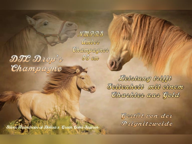 LH DTL Drop´s Champagne NMPRS Étalon Champagne in Gro&#xDF; Molzahn