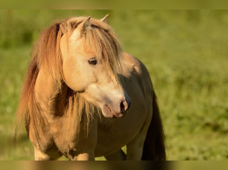 LH DTL Drop´s Champagne NMPRS Hengst Champagne in Gro&#xDF; Molzahn