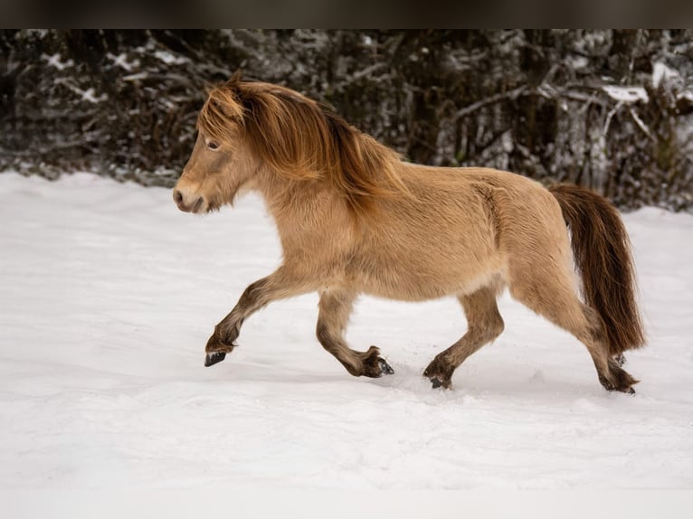 LH DTL Drop´s Champagne NMPRS Stallion Champagne in Groß Molzahn