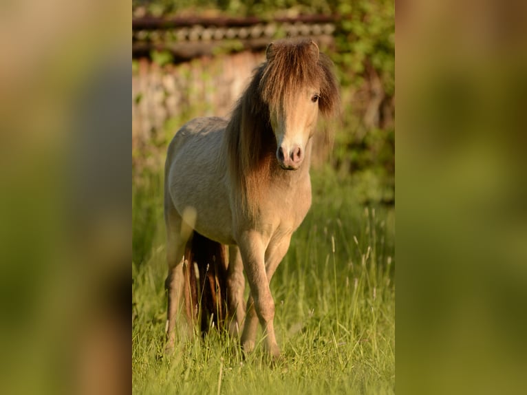 LH DTL Drop´s Champagne NMPRS Stallion Champagne in Gro&#xDF; Molzahn