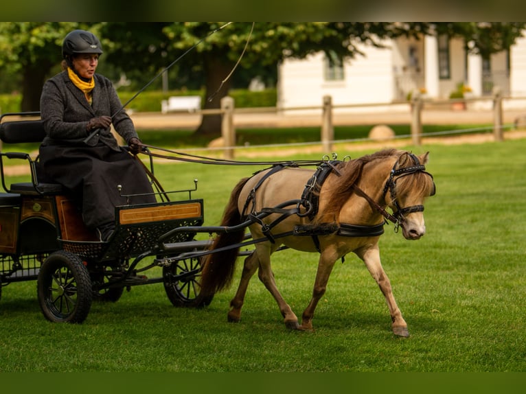 LH DTL Drop´s Champagne NMPRS Stallion Champagne in Gro&#xDF; Molzahn