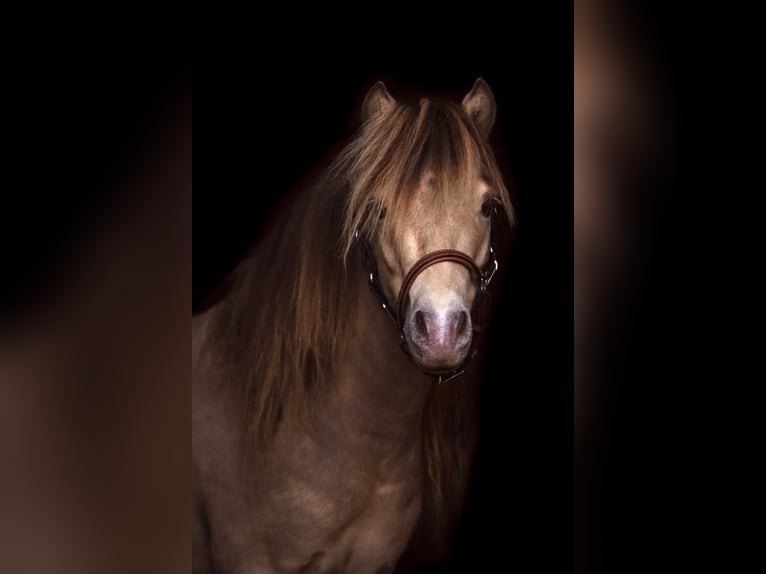 LH DTL Drop´s Champagne NMPRS Stallion Champagne in Gro&#xDF; Molzahn