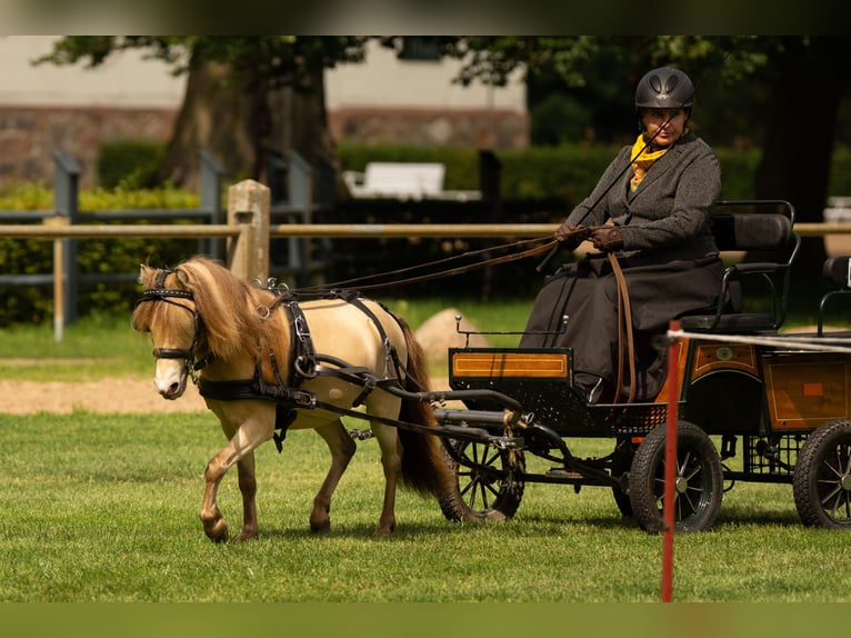 LH DTL Drop´s Champagne NMPRS Stallion Champagne in Gro&#xDF; Molzahn