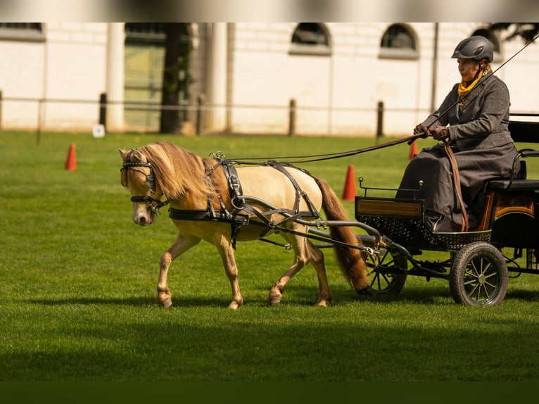 LH DTL Drop´s Champagne NMPRS Stallion Champagne in Gro&#xDF; Molzahn