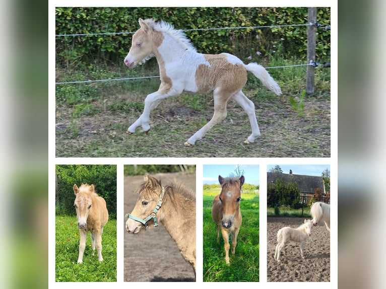 LH DTL Drop´s Champagne NMPRS Stallion Champagne in Gro&#xDF; Molzahn