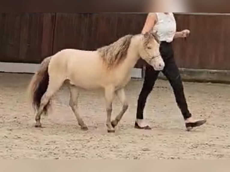 LH DTL Drop´s Champagne NMPRS Stallion Champagne in Gro&#xDF; Molzahn