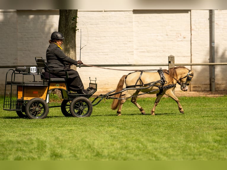 LH DTL Drop´s Champagne NMPRS Stallion Champagne in Gro&#xDF; Molzahn