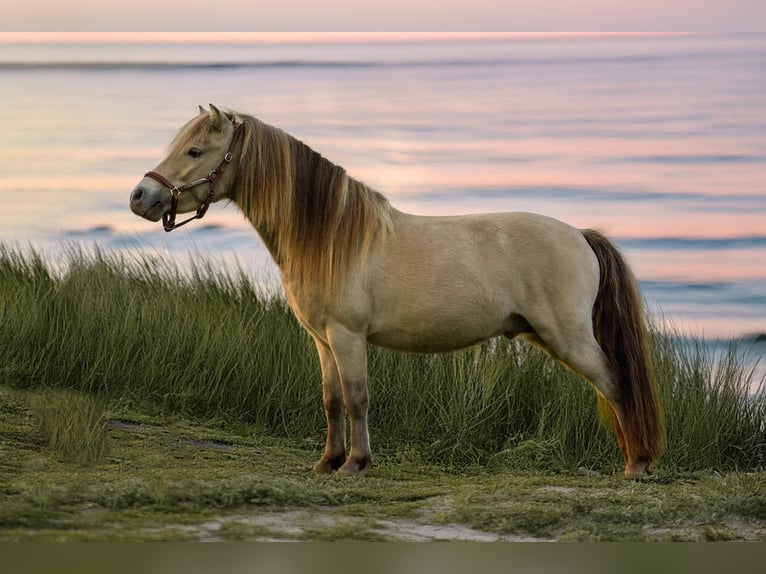 LH DTL Drop´s Champagne NMPRS Stallion Champagne in Gro&#xDF; Molzahn