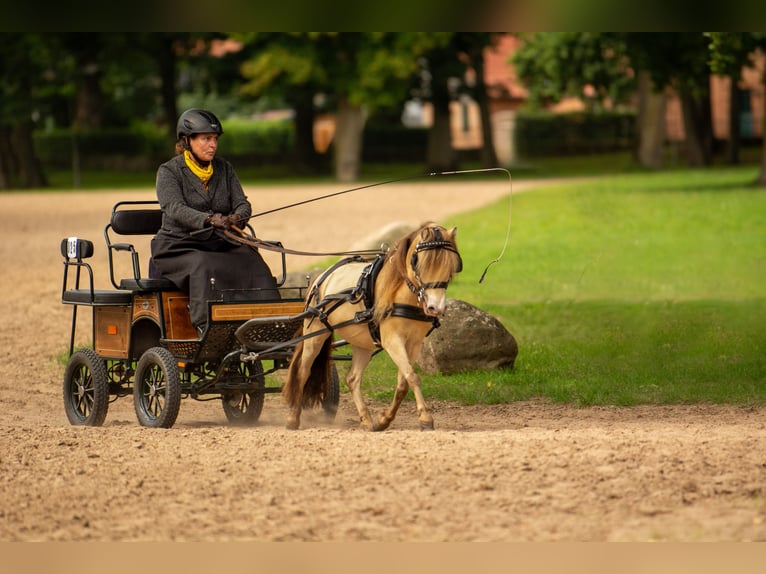 LH DTL Drop´s Champagne NMPRS Stallion Champagne in Gro&#xDF; Molzahn