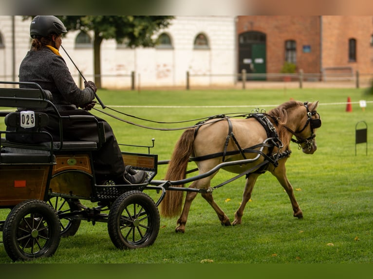LH DTL Drop´s Champagne NMPRS Stallion Champagne in Gro&#xDF; Molzahn