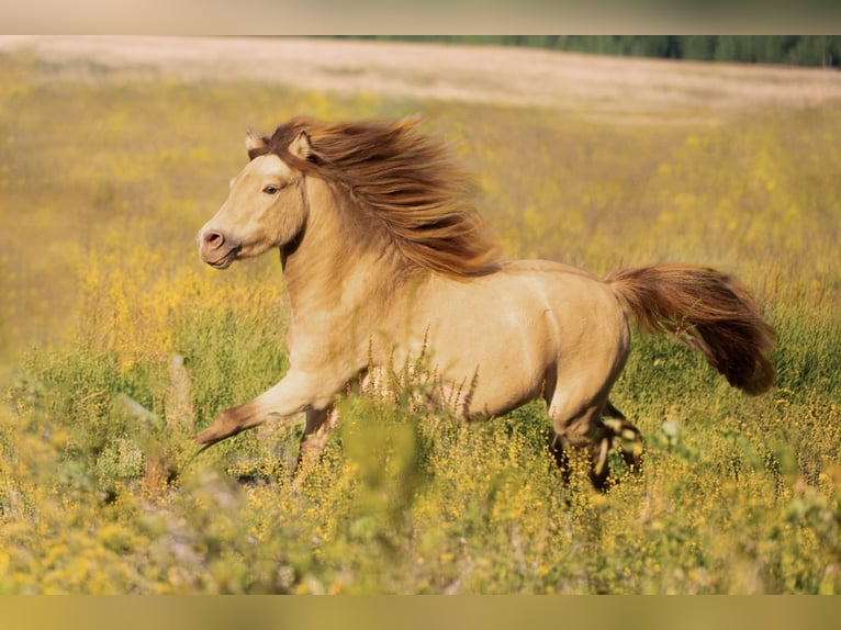 LH DTL Drop´s Champagne NMPRS Stallion Champagne in Gro&#xDF; Molzahn