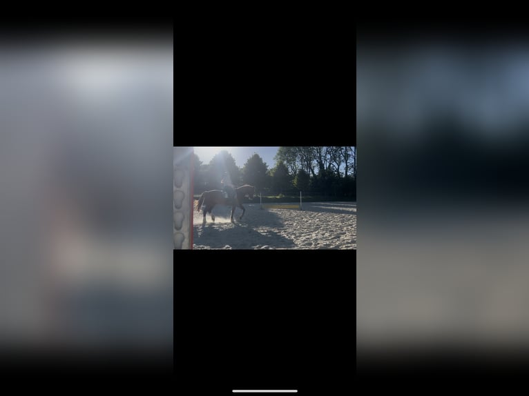 Liebevolle Familie sucht Pferd zu Verfügung in nrw (Wuppertal +150km)