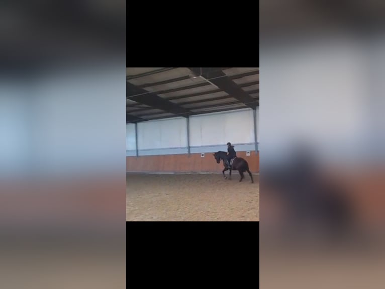 Liebevolle Familie sucht Pferd zu Verfügung in nrw (Wuppertal +150km)