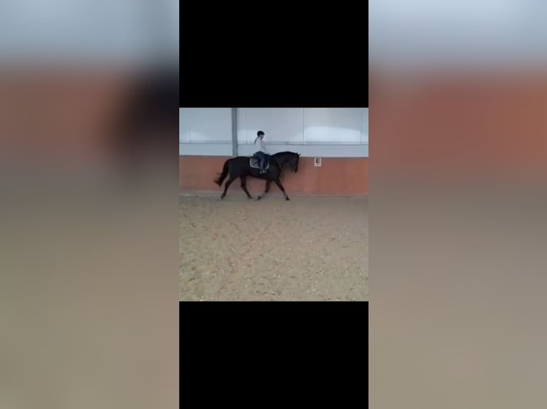 Liebevolle Familie sucht Pferd zu Verfügung in nrw (Wuppertal +150km)