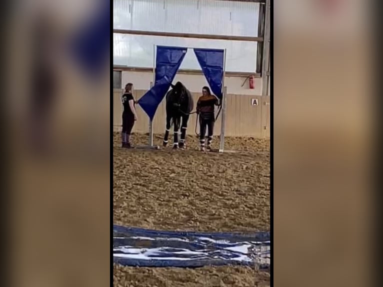 Liebevolle Familie sucht Pferd zu Verfügung in nrw (Wuppertal +150km)