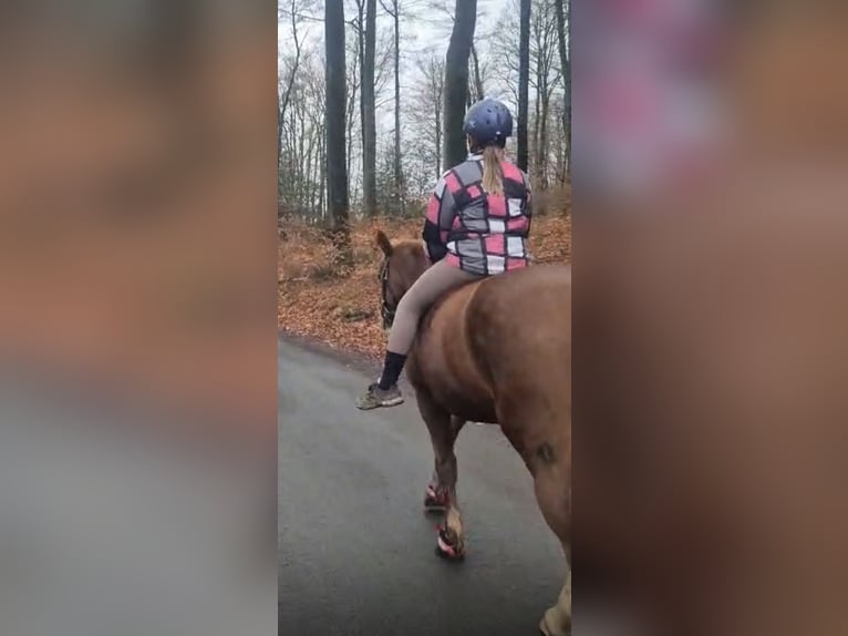 Liebevolle Familie sucht Pferd zu Verfügung in nrw (Wuppertal +150km)