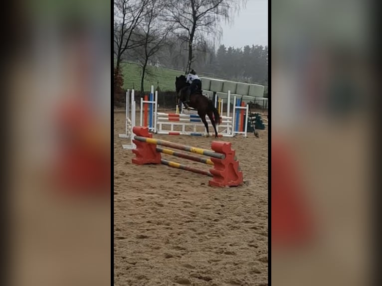 Liebevolle Familie sucht Pferd zu Verfügung in nrw (Wuppertal +150km)