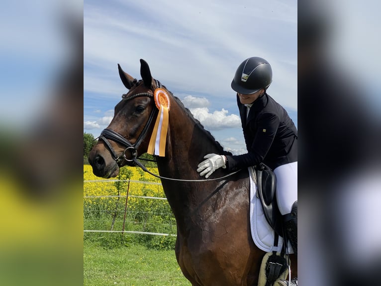 Liebevolle und erfahrene Reiterin sucht Reitbeteiligung