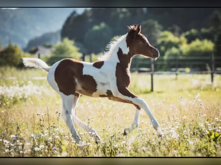 LIMITED DESIGN Arabian Partbred Stallion in Keutschach am See