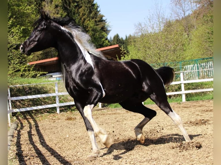 LIMITED DESIGN Arabian Partbred Stallion in Keutschach am See